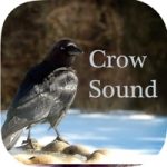 Crow calls Mod Apk 2022